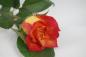 Preview: Rose LAMPION